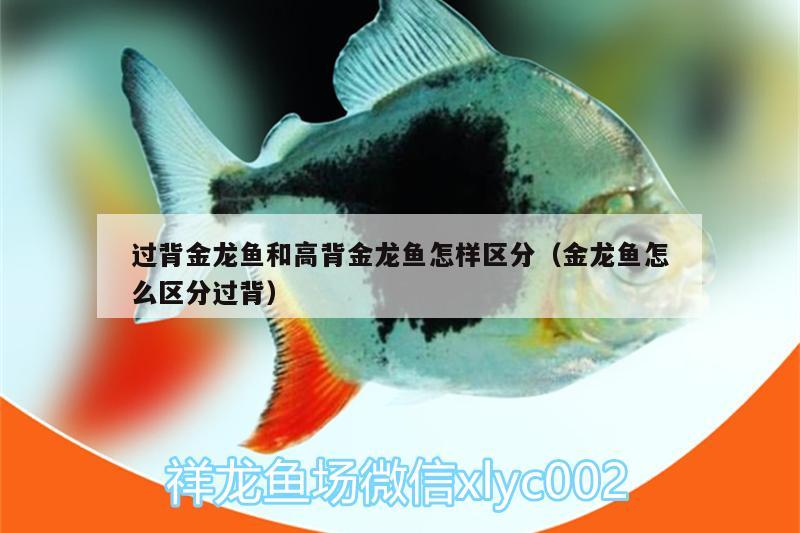 過背金龍魚和高背金龍魚怎樣區(qū)分（金龍魚怎么區(qū)分過背）