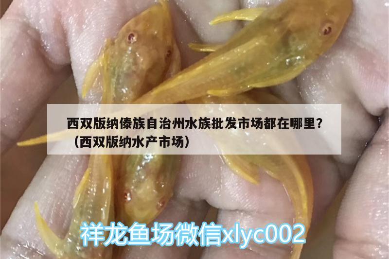 西雙版納傣族自治州水族批發(fā)市場(chǎng)都在哪里？（西雙版納水產(chǎn)市場(chǎng)） 觀賞魚(yú)水族批發(fā)市場(chǎng) 第1張