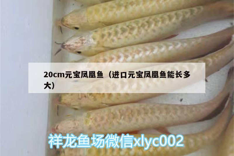 20cm元寶鳳凰魚（進(jìn)口元寶鳳凰魚能長(zhǎng)多大） 進(jìn)口元寶鳳凰魚 第1張