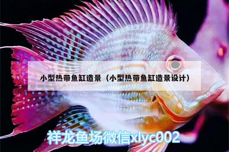 小型熱帶魚缸造景（小型熱帶魚缸造景設計）