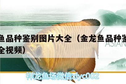 金龍魚品種鑒別圖片大全（金龍魚品種鑒別圖片大全視頻）