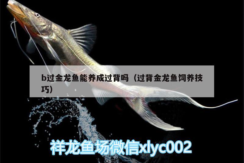 b過(guò)金龍魚能養(yǎng)成過(guò)背嗎（過(guò)背金龍魚飼養(yǎng)技巧）