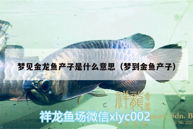 夢見金龍魚產(chǎn)子是什么意思（夢到金魚產(chǎn)子） 廣州觀賞魚魚苗批發(fā)市場 第3張