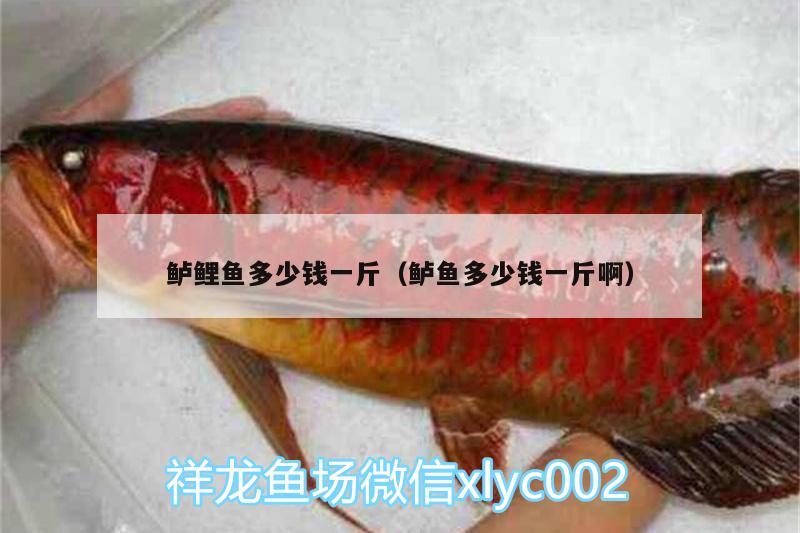 鱸鯉魚多少錢一斤（鱸魚多少錢一斤?。? title=