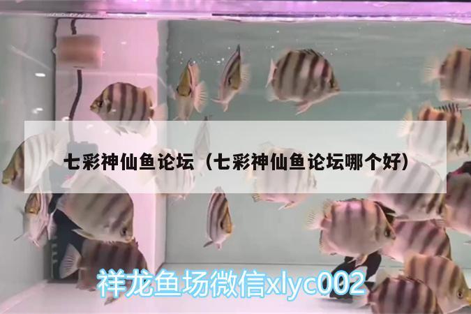 七彩神仙魚論壇（七彩神仙魚論壇哪個好）