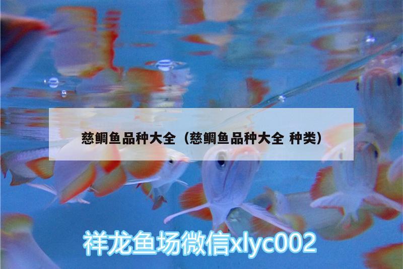 慈鯛魚品種大全（慈鯛魚品種大全種類）