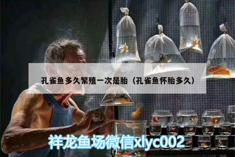 孔雀魚多久繁殖一次是胎（孔雀魚懷胎多久） 印尼四紋虎 第2張