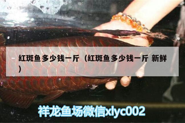 紅斑魚多少錢一斤（紅斑魚多少錢一斤新鮮）