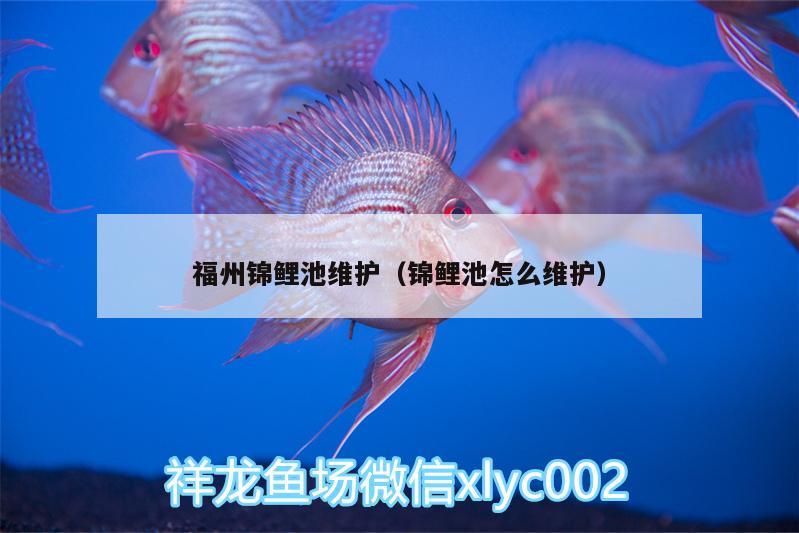 福州錦鯉池維護（錦鯉池怎么維護） 白子關(guān)刀魚苗 第3張