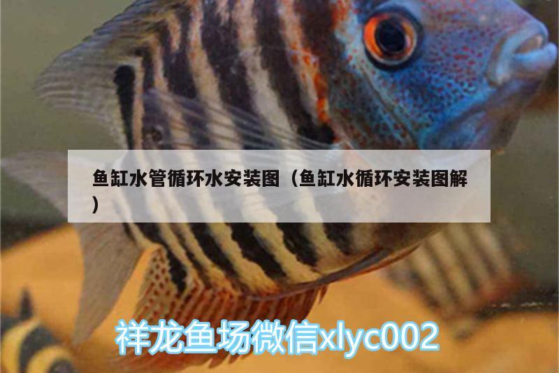 魚(yú)缸水管循環(huán)水安裝圖（魚(yú)缸水循環(huán)安裝圖解） 福魟魟魚(yú) 第2張