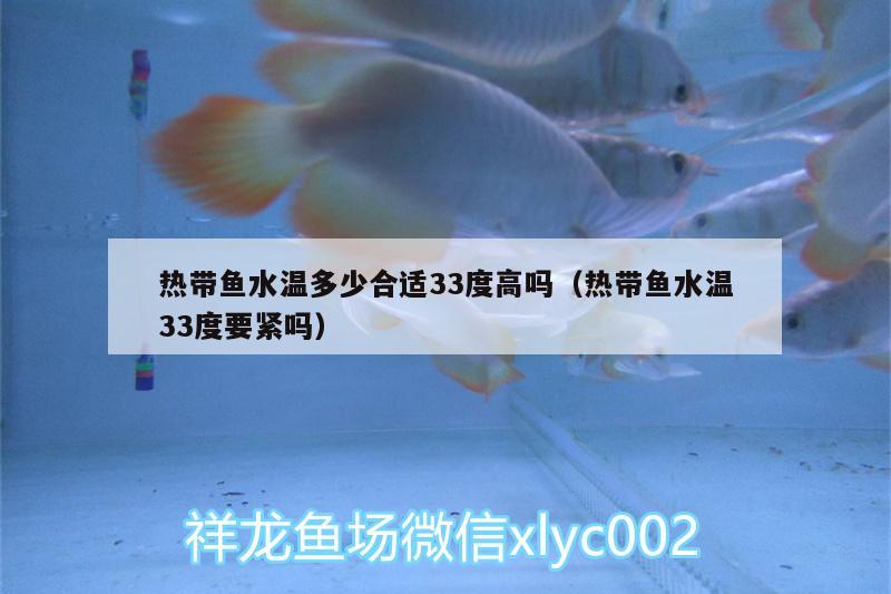 熱帶魚(yú)水溫多少合適33度高嗎（熱帶魚(yú)水溫33度要緊嗎）