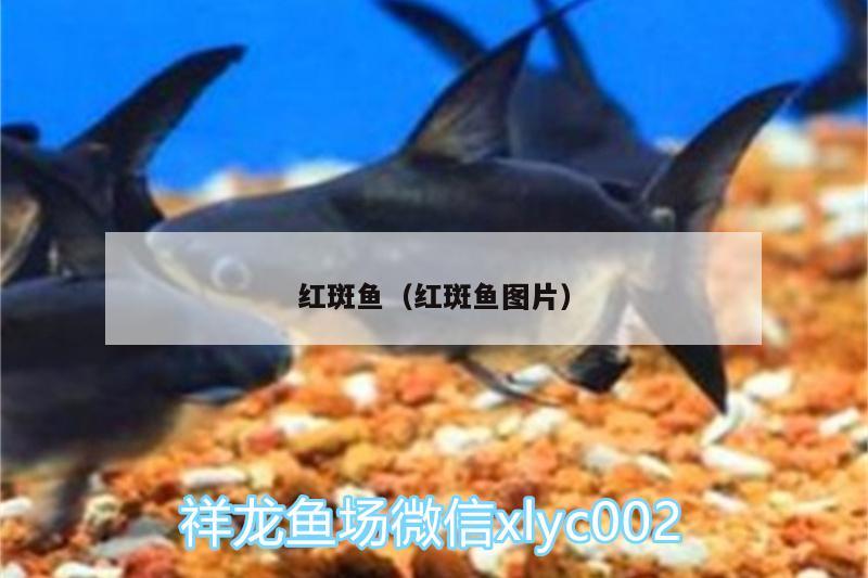 紅斑魚（紅斑魚圖片） 魚糧魚藥