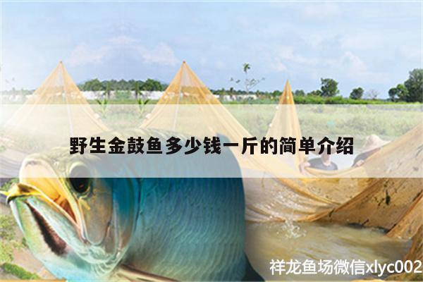 野生金鼓魚多少錢一斤的簡單介紹 招財(cái)戰(zhàn)船魚 第2張