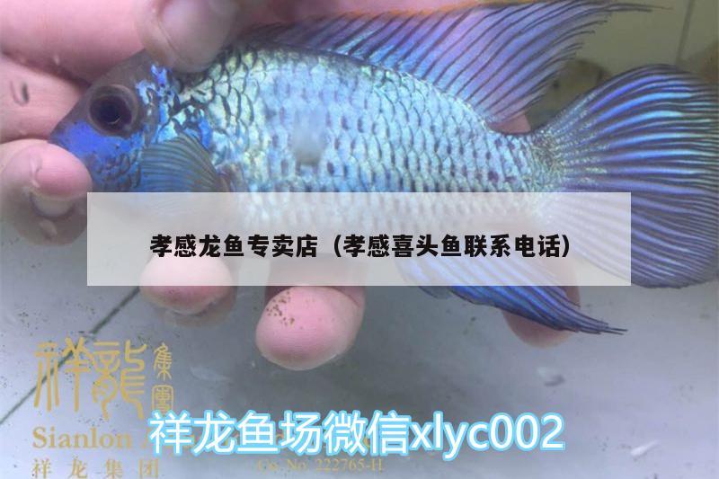 孝感龍魚專賣店（孝感喜頭魚聯(lián)系電話） 南美異形觀賞魚 第3張