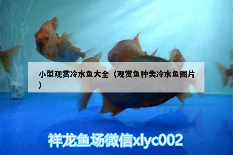 小型觀賞冷水魚(yú)大全（觀賞魚(yú)種類(lèi)冷水魚(yú)圖片）