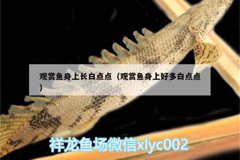 觀賞魚身上長(zhǎng)白點(diǎn)點(diǎn)（觀賞魚身上好多白點(diǎn)點(diǎn)）