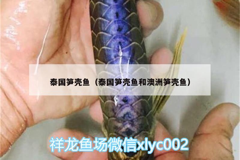 泰國筍殼魚（泰國筍殼魚和澳洲筍殼魚）