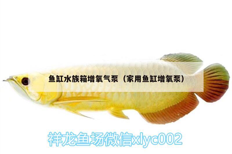 魚缸水族箱增氧氣泵（家用魚缸增氧泵） 魚缸/水族箱