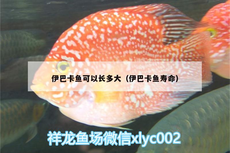 伊巴卡魚可以長多大（伊巴卡魚壽命）