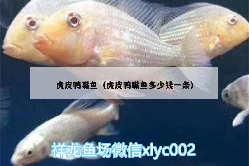 虎皮鴨嘴魚（虎皮鴨嘴魚多少錢一條）