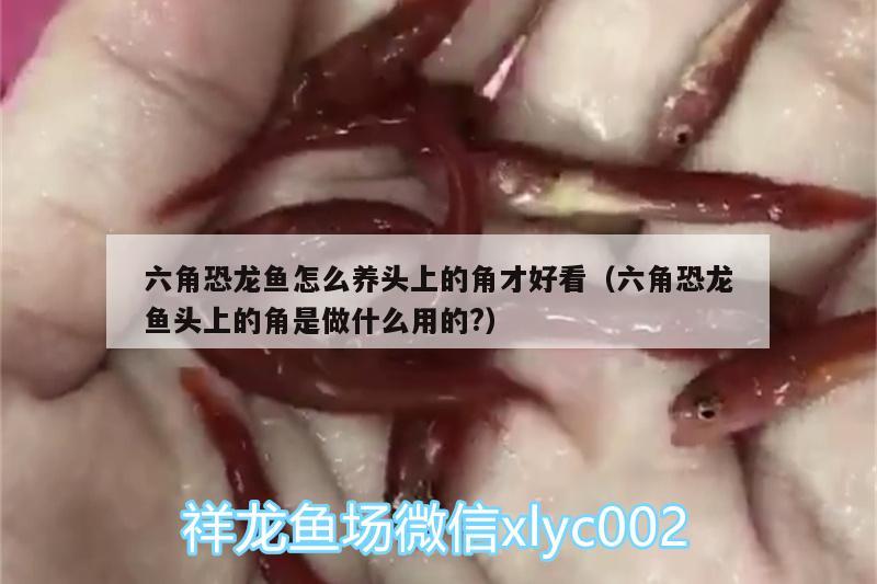 六角恐龍魚怎么養(yǎng)頭上的角才好看（六角恐龍魚頭上的角是做什么用的?） 短身紅龍魚 第1張