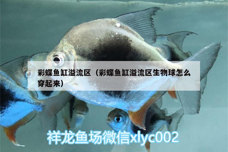 彩蝶魚缸溢流區(qū)（彩蝶魚缸溢流區(qū)生物球怎么穿起來）