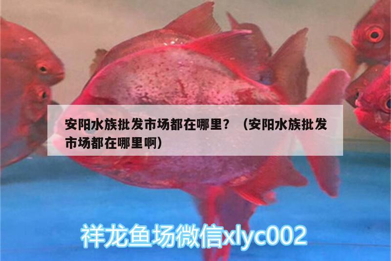 安陽水族批發(fā)市場都在哪里？（安陽水族批發(fā)市場都在哪里啊） 觀賞魚水族批發(fā)市場 第3張