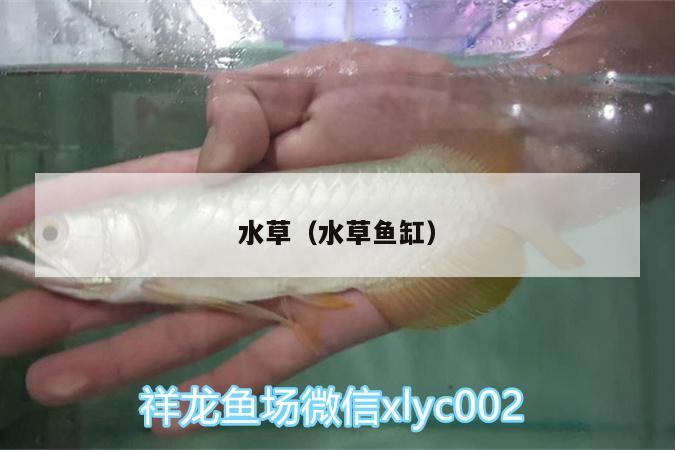 水草（水草魚缸）