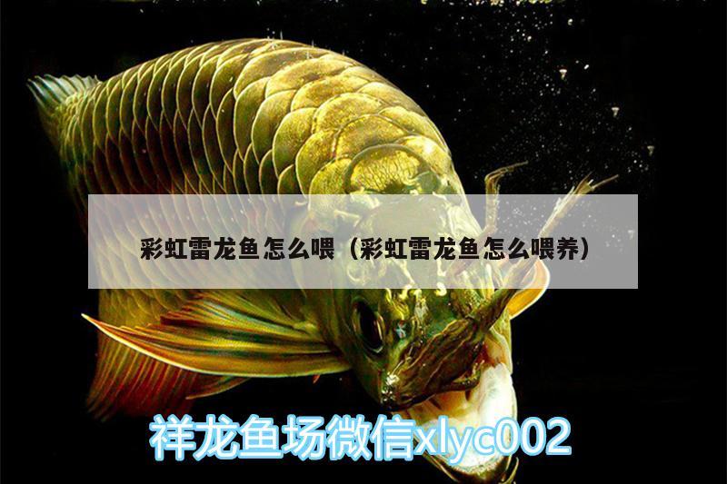 彩虹雷龍魚怎么喂（彩虹雷龍魚怎么喂養(yǎng)） 照明器材 第1張