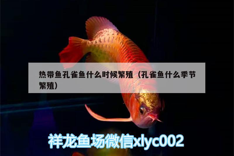 熱帶魚孔雀魚什么時候繁殖（孔雀魚什么季節(jié)繁殖） 女王大帆魚 第1張