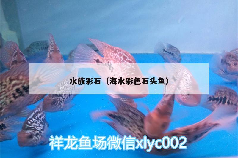 水族彩石（海水彩色石頭魚）