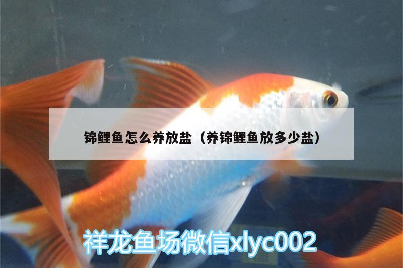 錦鯉魚怎么養(yǎng)放鹽（養(yǎng)錦鯉魚放多少鹽） 奈及利亞紅圓點狗頭 第2張