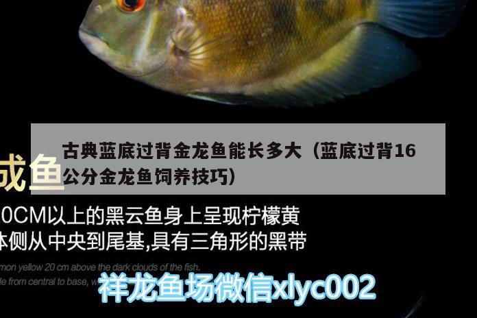 古典藍(lán)底過(guò)背金龍魚(yú)能長(zhǎng)多大（藍(lán)底過(guò)背16公分金龍魚(yú)飼養(yǎng)技巧） 過(guò)背金龍魚(yú) 第2張