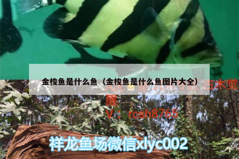 金梭魚是什么魚（金梭魚是什么魚圖片大全） 銀龍魚苗 第3張