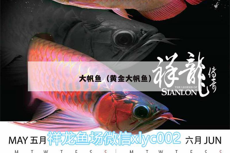 大帆魚（黃金大帆魚）