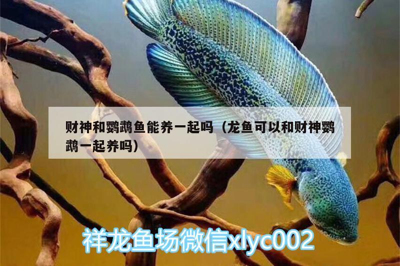 財(cái)神和鸚鵡魚(yú)能養(yǎng)一起嗎（龍魚(yú)可以和財(cái)神鸚鵡一起養(yǎng)嗎）