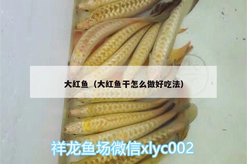 大紅魚（大紅魚干怎么做好吃法） 祥龍龍魚專用水族燈 第3張