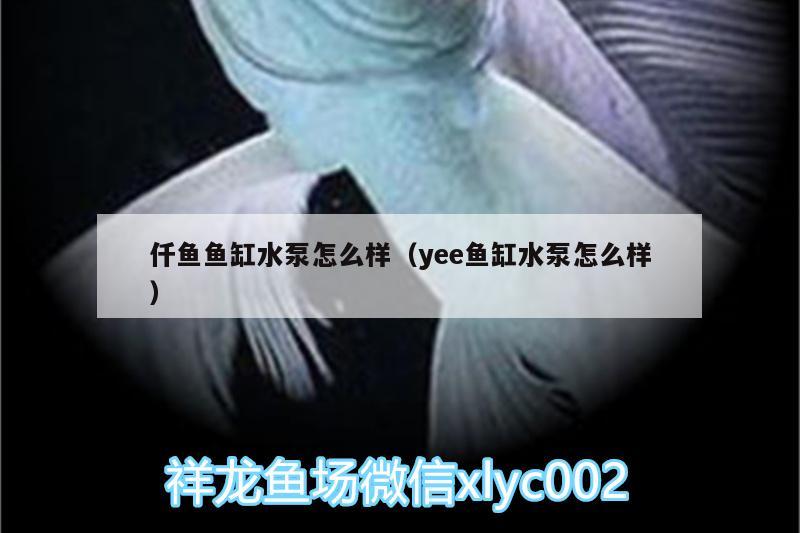 仟魚魚缸水泵怎么樣（yee魚缸水泵怎么樣） yee 第3張