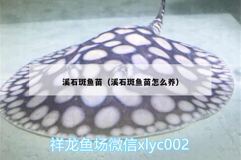 溪石斑魚苗（溪石斑魚苗怎么養(yǎng)） 胭脂孔雀龍魚 第1張