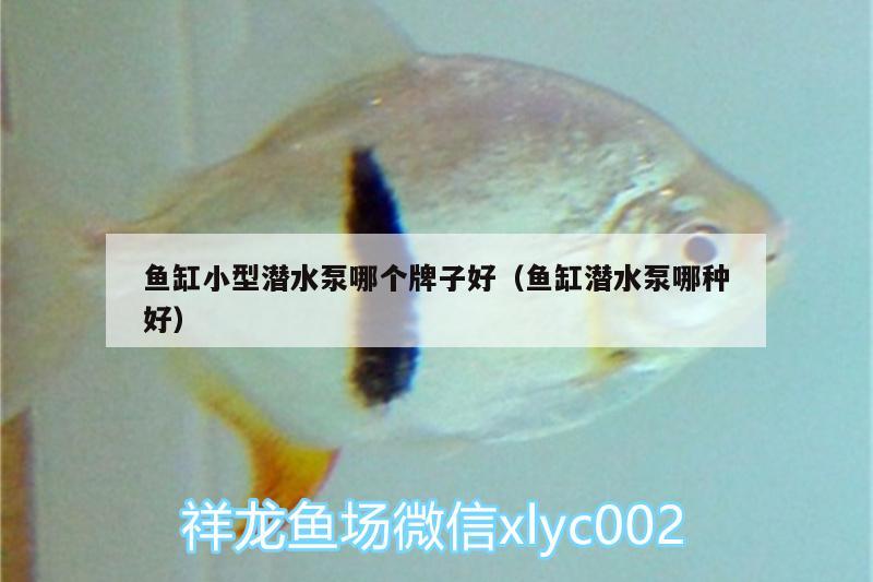 魚缸小型潛水泵哪個牌子好（魚缸潛水泵哪種好）