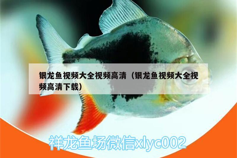 銀龍魚視頻大全視頻高清（銀龍魚視頻大全視頻高清下載） 銀龍魚 第3張