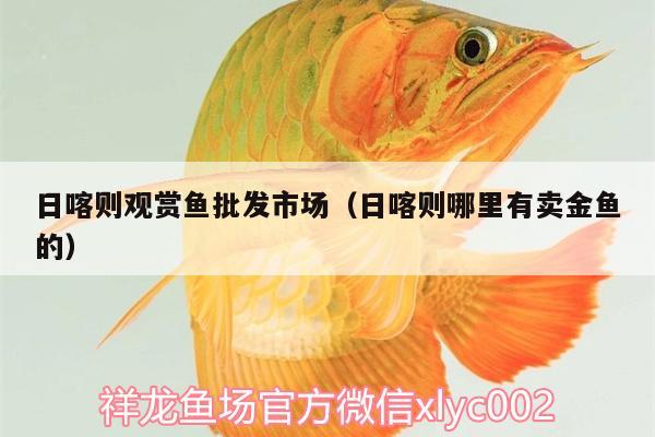 日喀則觀賞魚批發(fā)市場（日喀則哪里有賣金魚的）