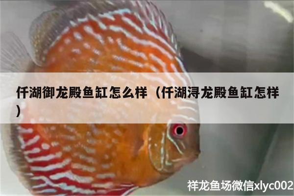 仟湖御龍殿魚缸怎么樣（仟湖潯龍殿魚缸怎樣）