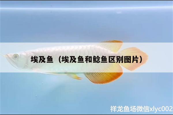 埃及魚（埃及魚和鯰魚區(qū)別圖片） 魚缸等水族設(shè)備 第2張