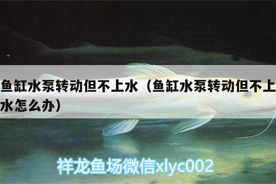 魚缸水泵轉(zhuǎn)動但不上水（魚缸水泵轉(zhuǎn)動但不上水怎么辦）