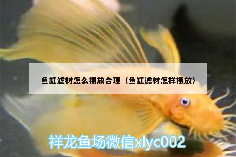 魚缸濾材怎么擺放合理（魚缸濾材怎樣擺放） 觀賞魚水族批發(fā)市場 第2張