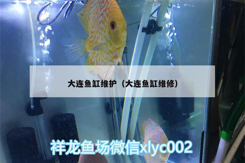 大連魚缸維護（大連魚缸維修）