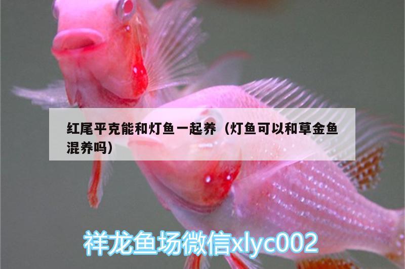 紅尾平克能和燈魚(yú)一起養(yǎng)（燈魚(yú)可以和草金魚(yú)混養(yǎng)嗎） 紅尾平克魚(yú) 第2張