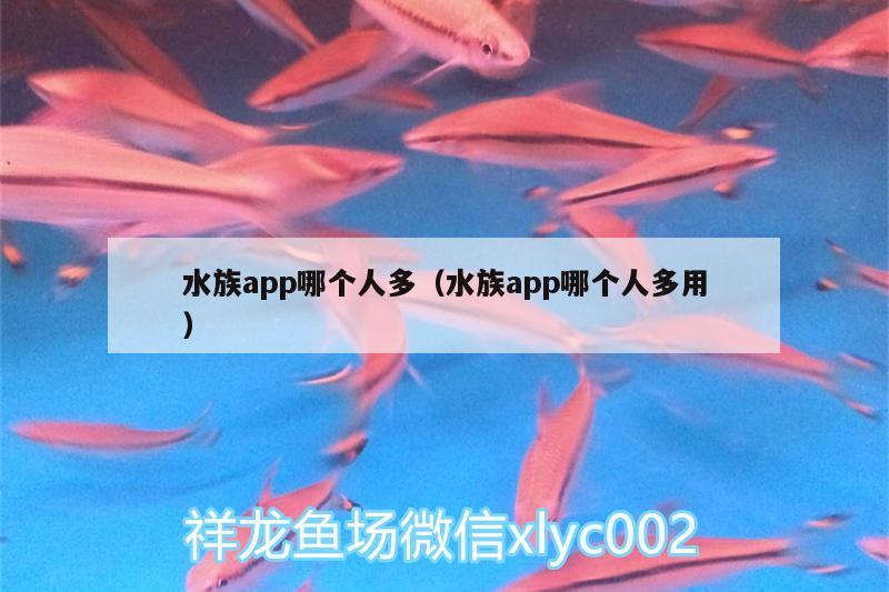 水族app哪個(gè)人多（水族app哪個(gè)人多用） 黑金魟魚 第1張