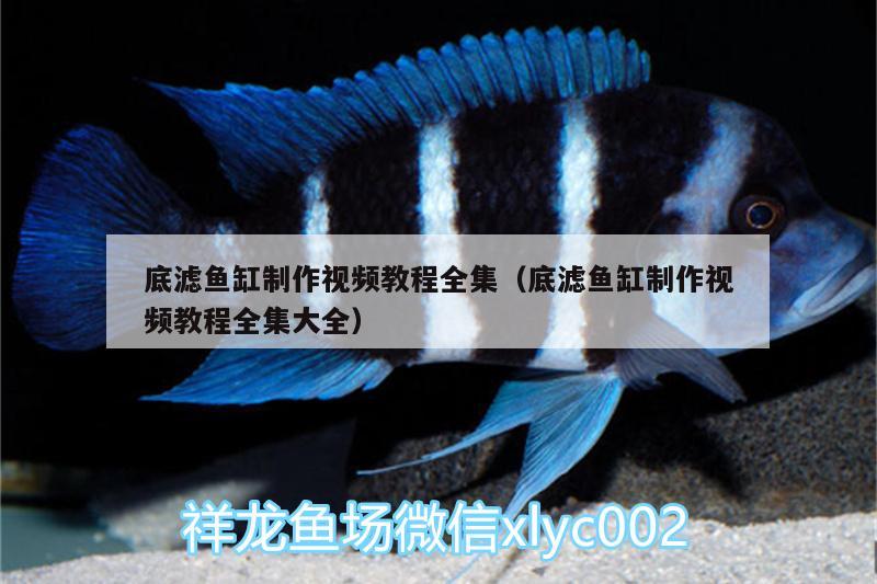 底濾魚缸制作視頻教程全集（底濾魚缸制作視頻教程全集大全） 印尼小紅龍 第1張